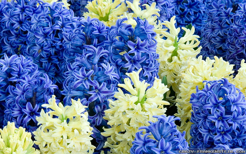 ไฮยาซินธ์ ดอกไม้สีฟ้าและสีขาว วอลล์เปเปอร์ HD