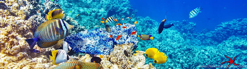 de arrecife de coral de peces oceánicos del mundo submarino, monitor dual de arrecife de coral fondo de pantalla