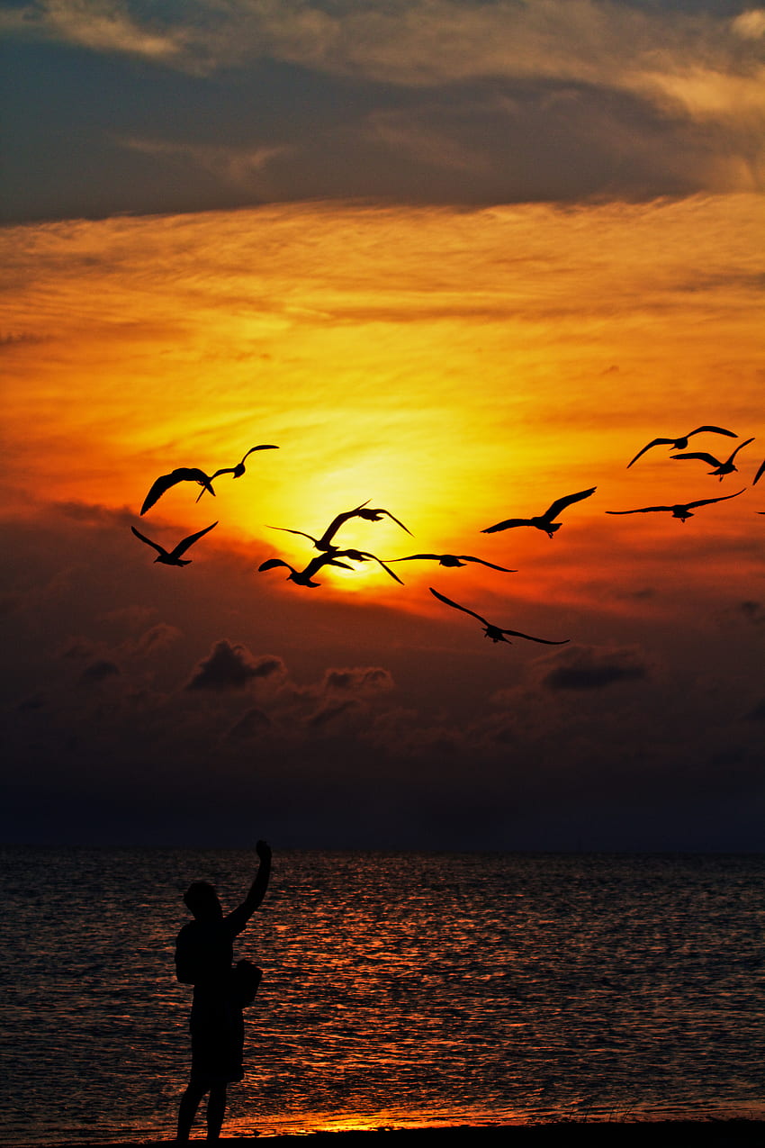 Alam, Burung, Matahari Terbenam, Laut, Siluet wallpaper ponsel HD