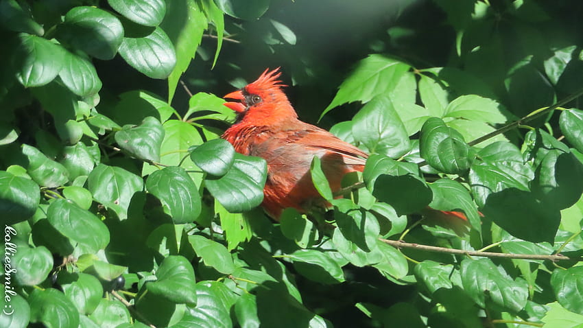 Caught in the Act!, bushes, songbird, green, cardinal, northern cardinal HD wallpaper