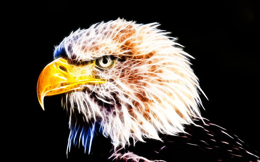 Bald eagle, fractals drawing, birds of prey, bird drawings, Bald eagle digital art HD wallpaper