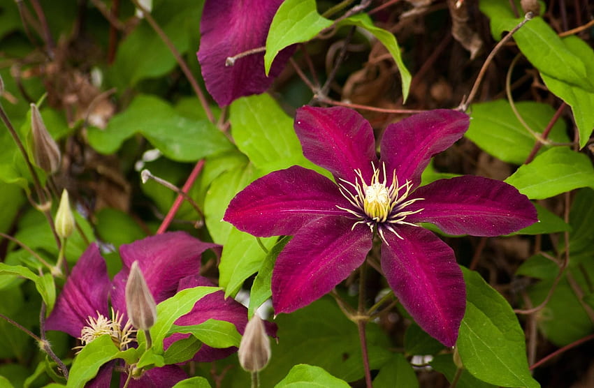 Flowers, Bright, Branches, Bloom, Flowering, Clematis HD wallpaper