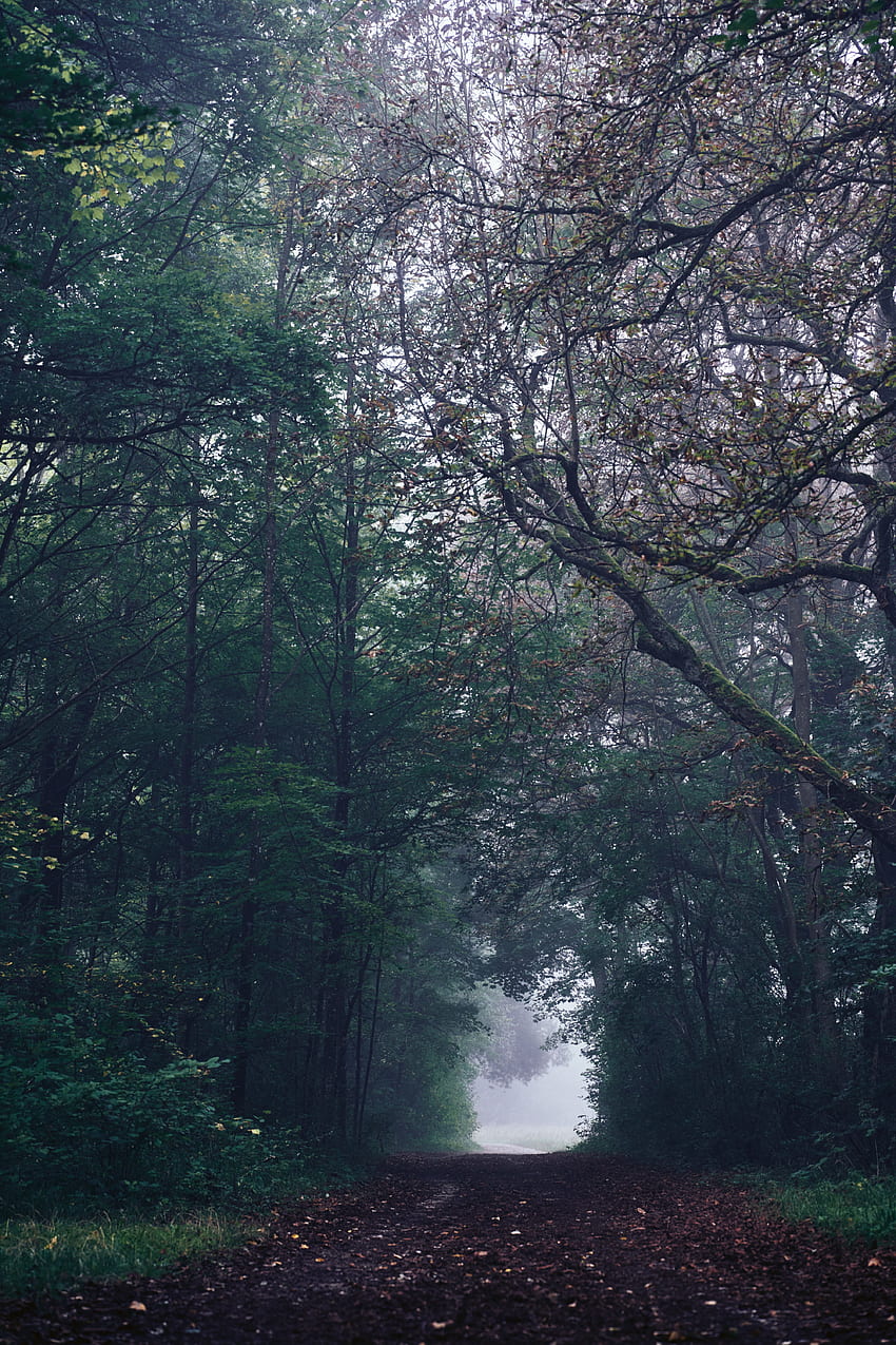 Nature, Trees, Road, Forest, Fog, Gloomy HD phone wallpaper