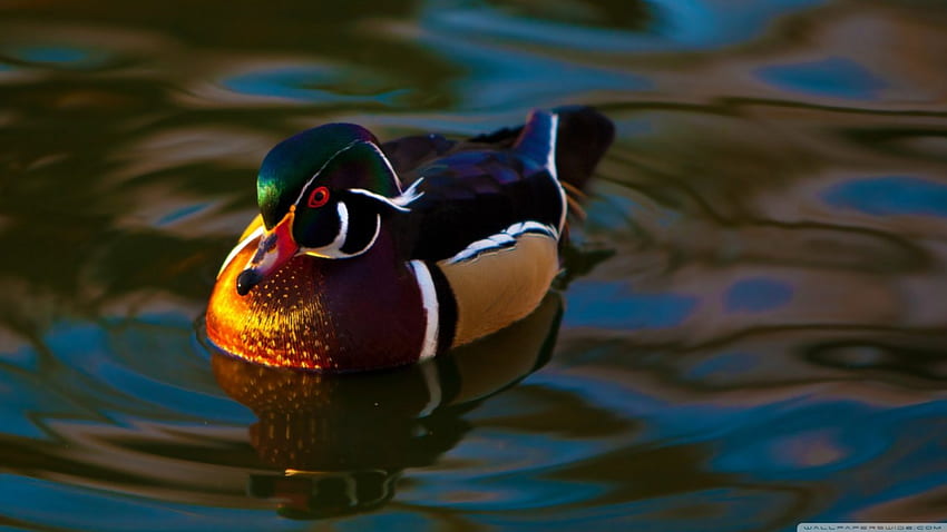 mandarin_duck, skrzydełka, kolorowy, dziób, woda Tapeta HD