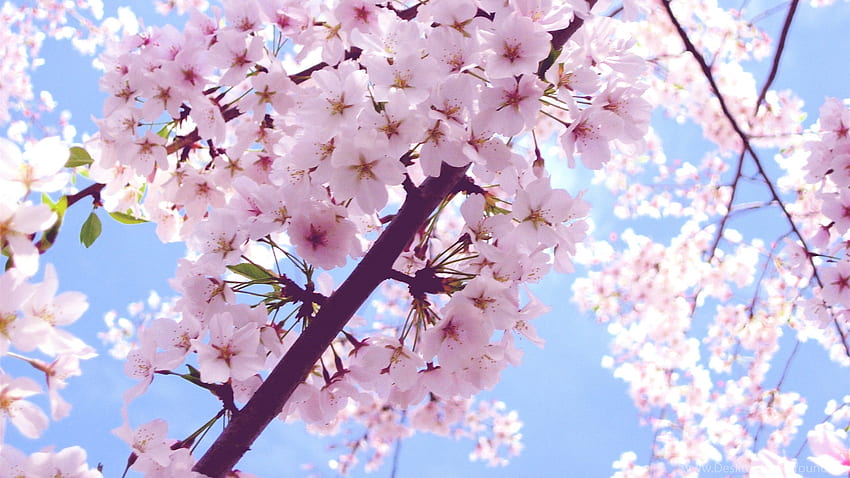 Beautiful Pink Cherry Blossom Colors . Background HD wallpaper