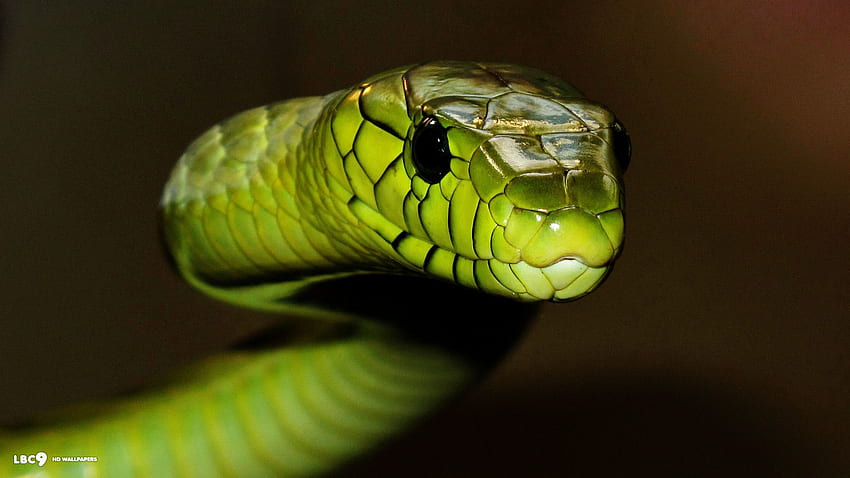 Serpente nero e verde Sfondo HD