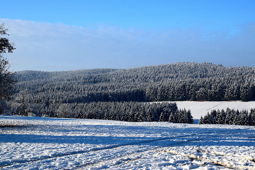 Winter, Nature, Trees, Snow, Field HD wallpaper
