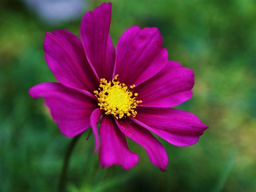 Violette Blume, Blendung, groß, violett, Garten, Kosmo, Gras, Frühling, Blüte HD-Hintergrundbild
