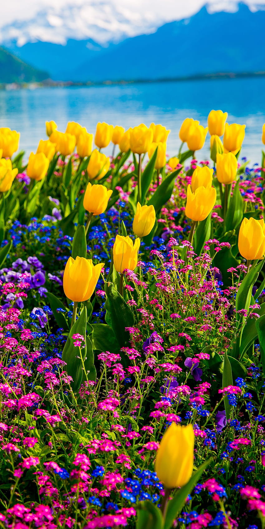 Пролет: Жълти лалета, цветя на Женевското езеро, с швейцарските Алпи, Монтрьо, Швейцария (пътуване в Европа, ваканция). Цветя от лалета, Жълти лалета, Невероятни цветя HD тапет за телефон