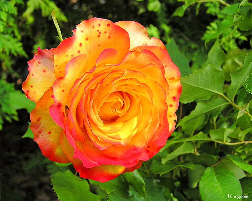 Rose for Capricorns, rose, green leaves, flower, orange, gold, spotted ...