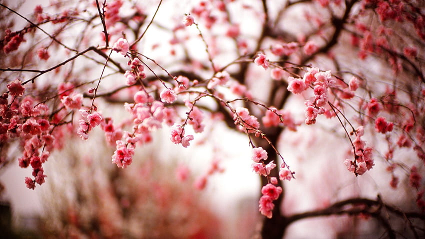 Piękny wiosenny kwiat wiśni High Definition High [] dla Twojego telefonu komórkowego i tabletu. Przeglądaj Cherry. dla Windows 10, Czerwona Sakura Tapeta HD