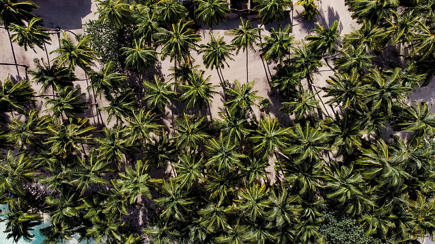 Aerial shot, palm trees, nature HD wallpaper