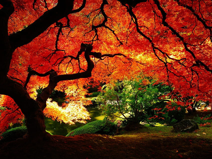 trabajos otoño hoja naranja árboles otoño hoja naranja [] para tu, Móvil y Tablet. Explora la hoja del árbol. Hojas de otoño, hojas de arce de Toronto fondo de pantalla