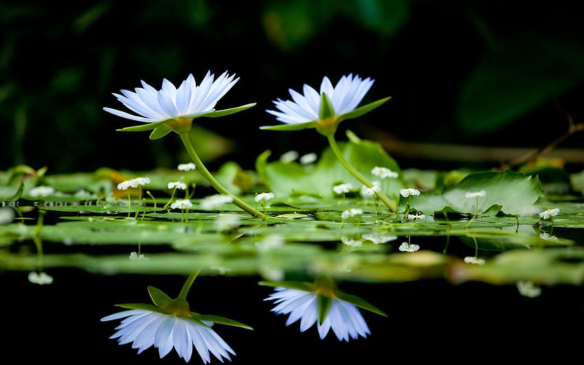 꽃, 물, 반사, 매끄러운, 표면, 녹색 HD 월페이퍼