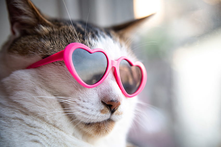 :), summer, pink, pisici, sunglasses, cat, funny, vara HD wallpaper