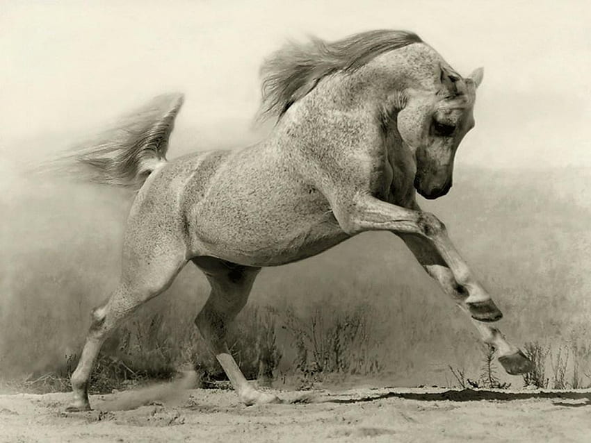 Horse, beaty, wild, art HD wallpaper