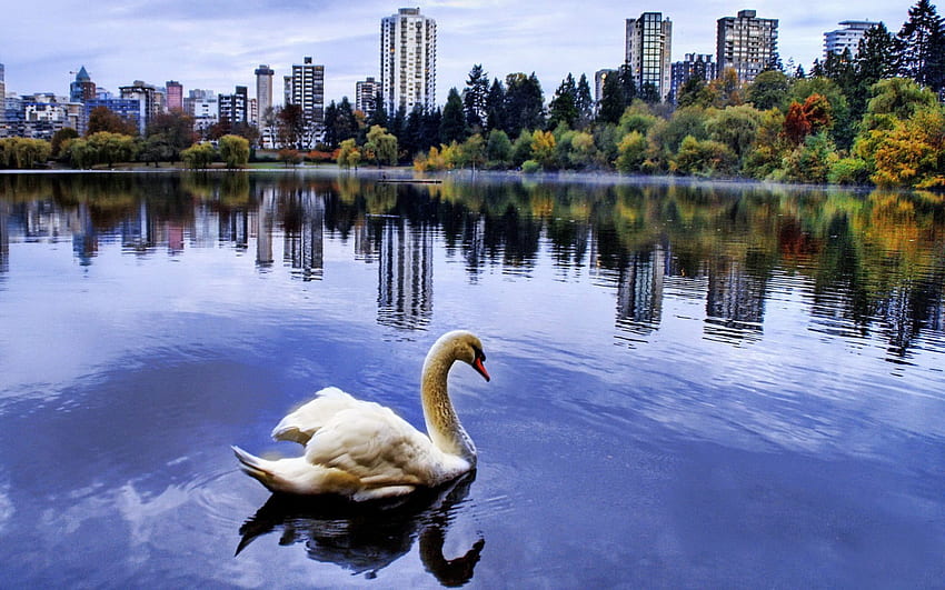 swan lake, bird, city, building, swan, lake, tree HD wallpaper