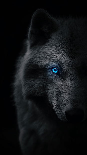 110 Best Wolf Wallpapers ideas | wolf wallpaper, wolf, wolf pictures