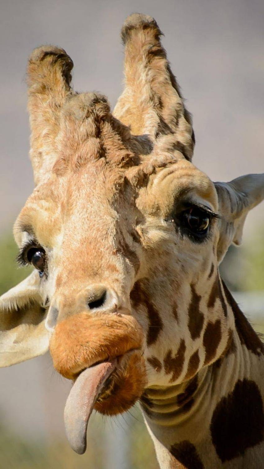 girafa engraçada Papel de parede de celular HD
