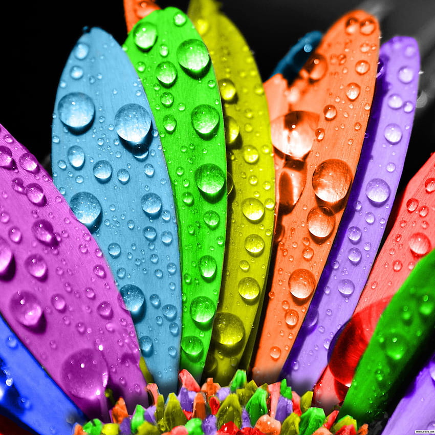 Colored water drops on petals iPhone 4s Wallpapers Free Download