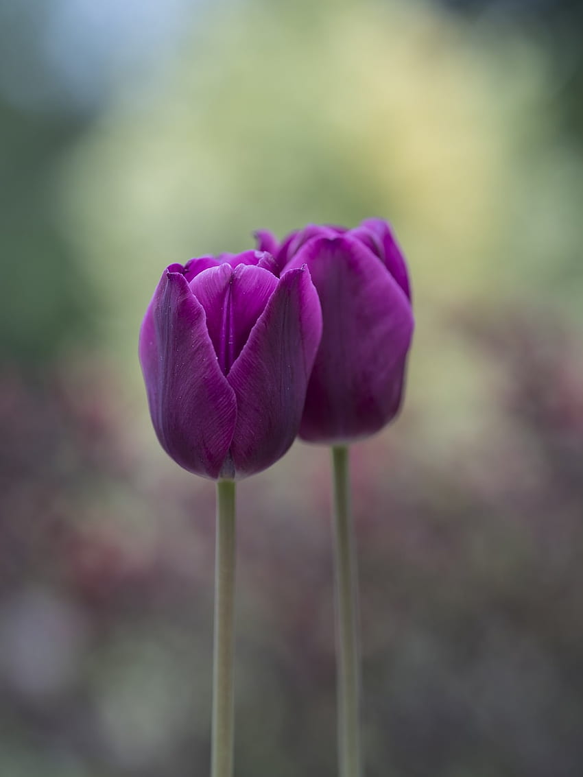 Fioletowy Tulipan, Fioletowe Tulipany Tapeta na telefon HD