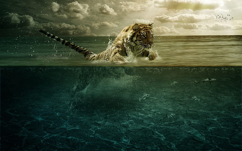 Животни, море, тигър, отскачане, скок, лов, лов, под вода, под вода HD тапет