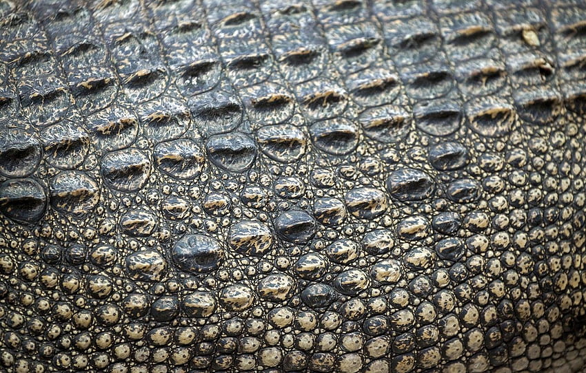 Leder, Krokodil, Textur, Leder, Krokodil, Haut für , Abschnitt текстуры HD-Hintergrundbild