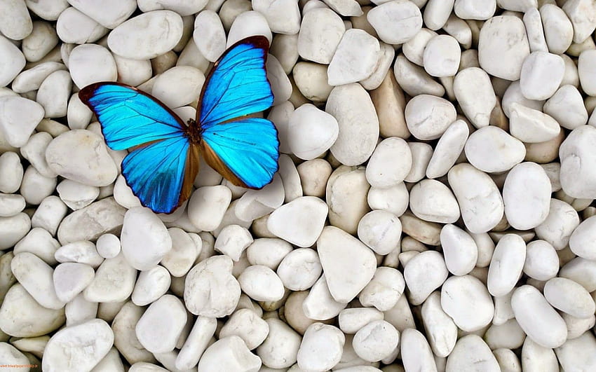 Kelebek - Mavi Kelebek Beyaz Taşlar - & Arkaplan HD duvar kağıdı