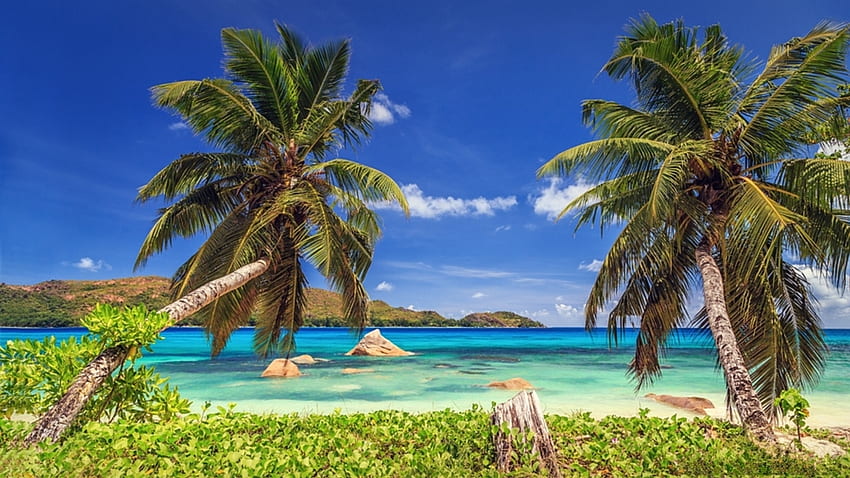 Рай, палмово дърво, лято, залез, море, плаж, фантастично HD тапет