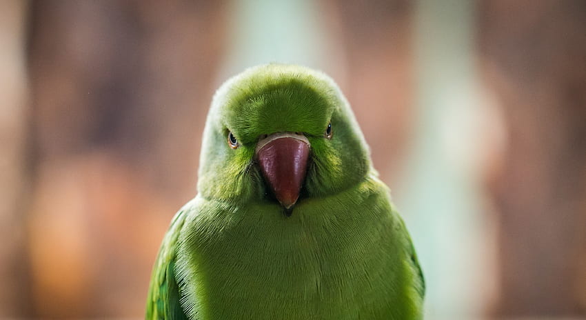 Close up, green parrot, beautiful HD wallpaper