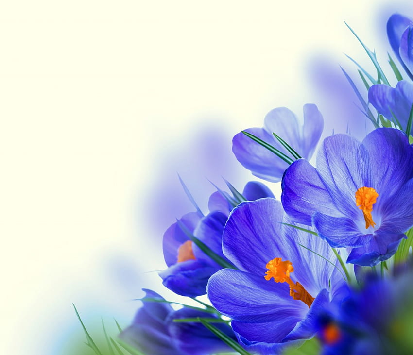 Wiosenne kwiaty, fioletowe, krokusy, kwiaty, wiosna, świeże Tapeta HD