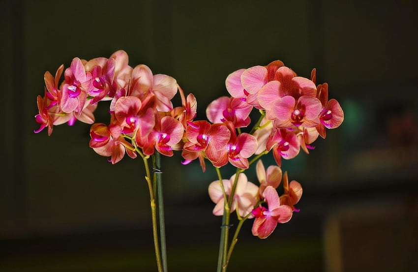 Flores, Ramos, Bloom, Floração, Orquídea papel de parede HD
