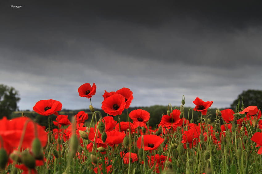Remembrance, poppies, nature, flowers, field HD wallpaper