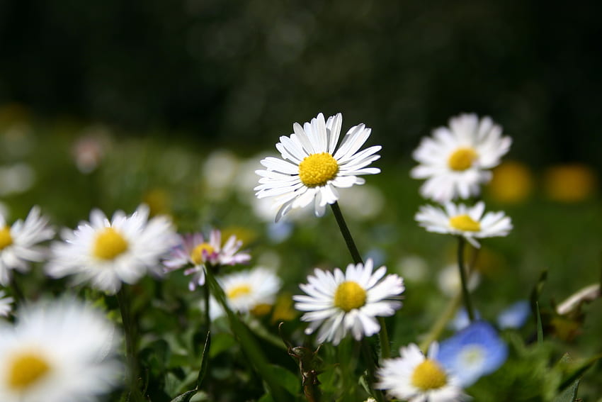 Natur, Blumen, Gras, Sommer, Kamille, Wiese HD-Hintergrundbild