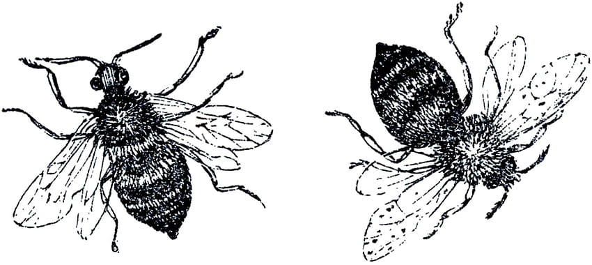 Pszczoła - miód i trzmiel! - Graficzna wróżka, Vintage Bee Tapeta HD