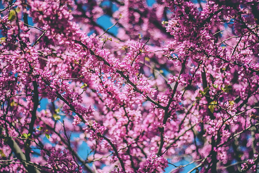 Flowers, Cherry, Wood, Tree, Bloom, Flowering, Spring HD wallpaper