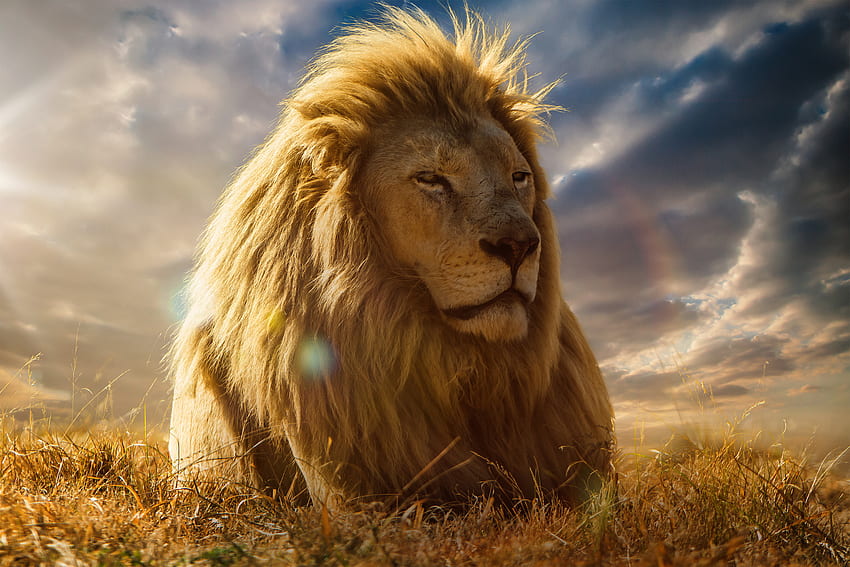 Animals, Savanna, Lion, Mane, King Of Beasts, King Of The Beasts HD wallpaper