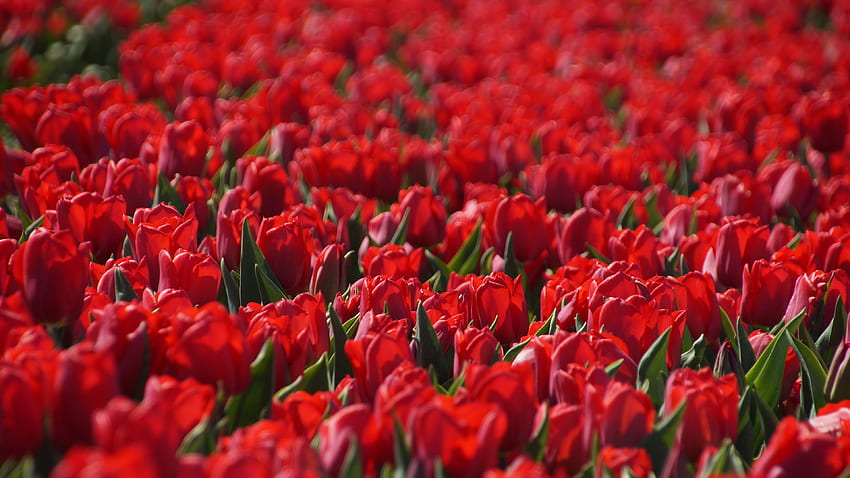 Red Tulip Flowers With Green Leaves Plants Field In Blur Background Flowers HD wallpaper