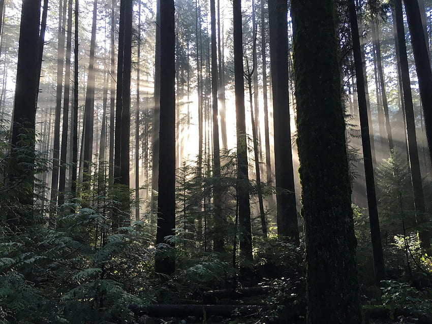 How The Sun Penetrates A Pacific Northwest Forest. R Mildlyinteresting. Mildly Interesting, Pacific Northwest Woods HD wallpaper