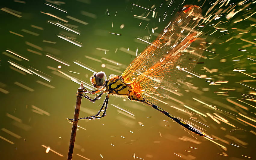 Insects, Rain, Dragonflies HD wallpaper