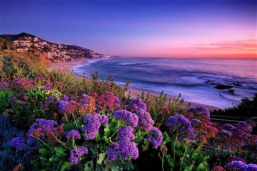 Beach flowers, sea, sky, flowers, coast HD wallpaper | Pxfuel