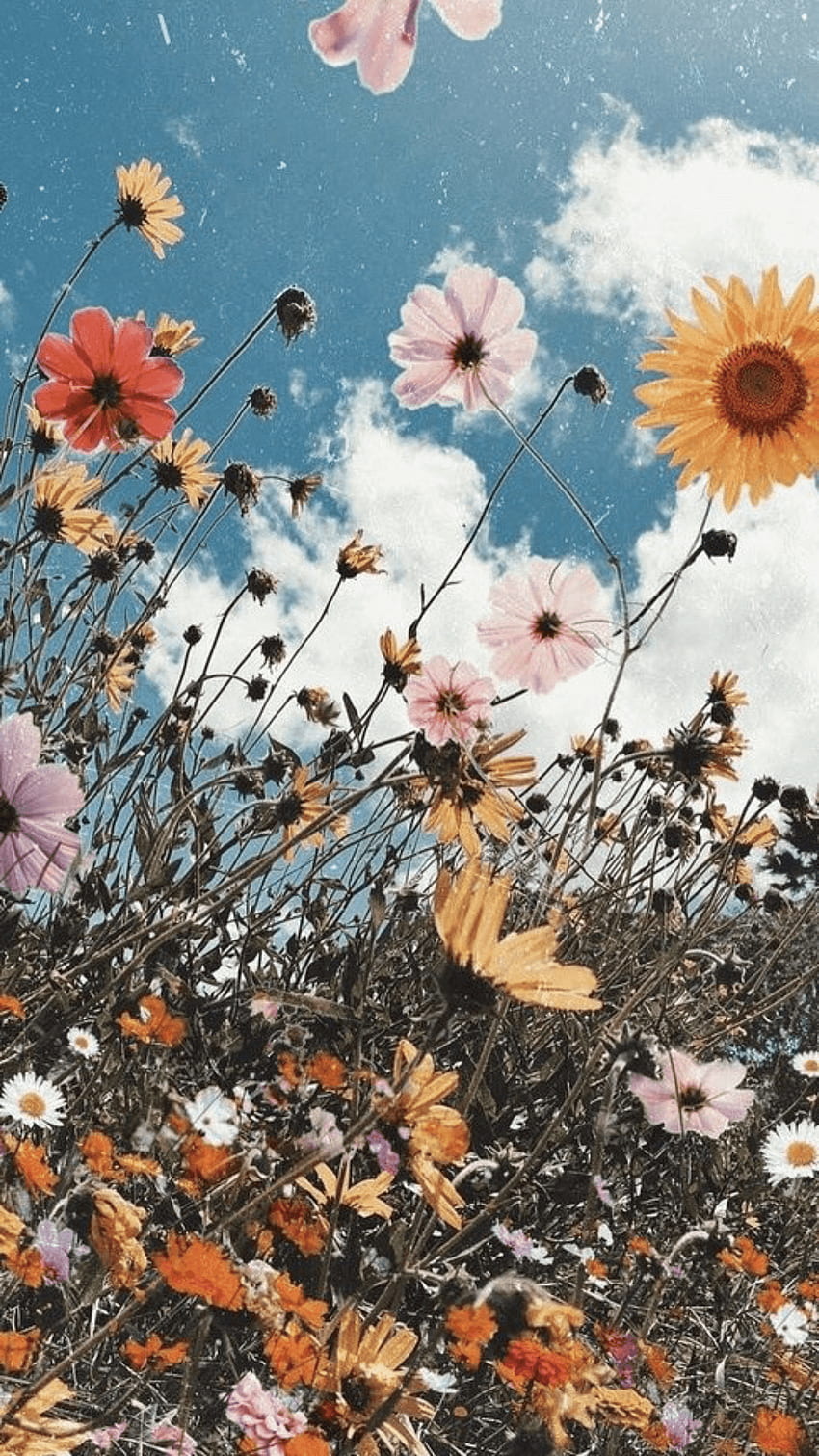 Alex M on . Sunflower , Aesthetic iphone , Pretty, Aesthetic Garden HD phone wallpaper