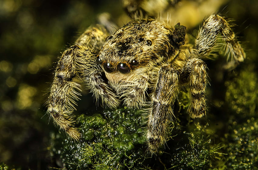 arachnid, hunting, jumping, macro, nature, scary, spider HD wallpaper