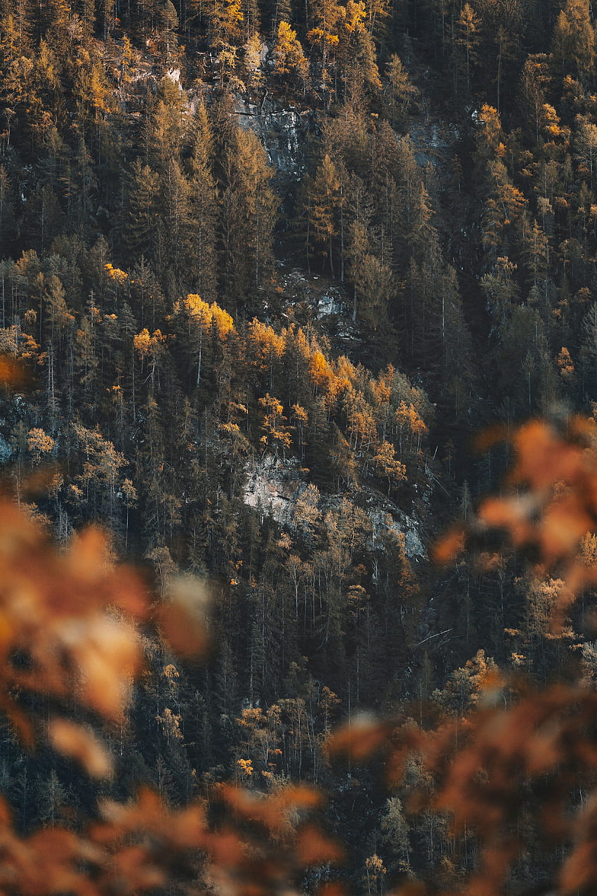 Nature, Trees, Pine, Coniferous, Forest, Slope HD phone wallpaper