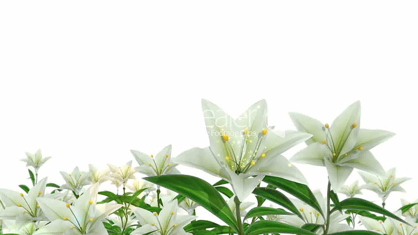 Wielkanocne lilie (px), wielkanocne lilie Tapeta HD