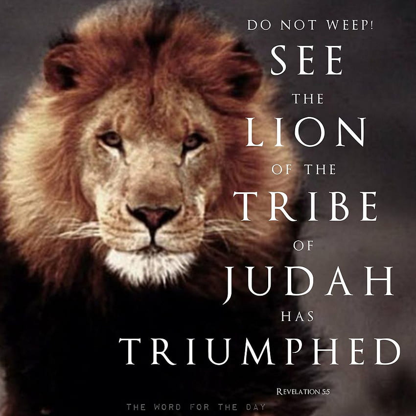 Weep no more; behold, the Lion of the tribe of Judah, the Root of David, has conquered!! – Revelation 5:5 Y. Lion bible verse, Lion of judah jesus, Lion of judah, Lion Motivation Bible HD phone wallpaper
