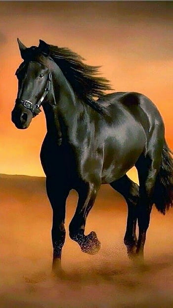Black Horse Beautiful Portrait Wallpaper Hd Background, Black Beauty  Picture The Horse Background Image And Wallpaper for Free Download