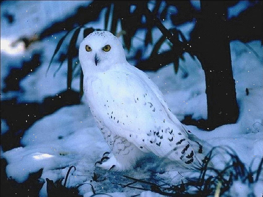 Snowy Owl, birds, owl, animals, snow HD wallpaper