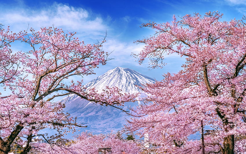 Spring, sakura, blossom, blue, pink, primavara, mountain HD wallpaper