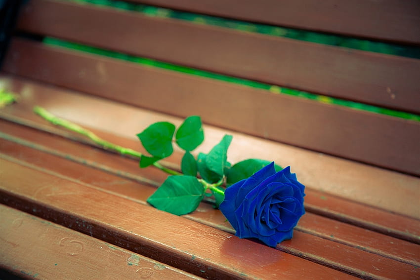Instead of words, words, bench, dreams, feeling, blue rose, gift, emotions, park, rose, love, romantic, surprise HD wallpaper